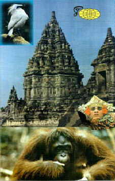 Orang Utan